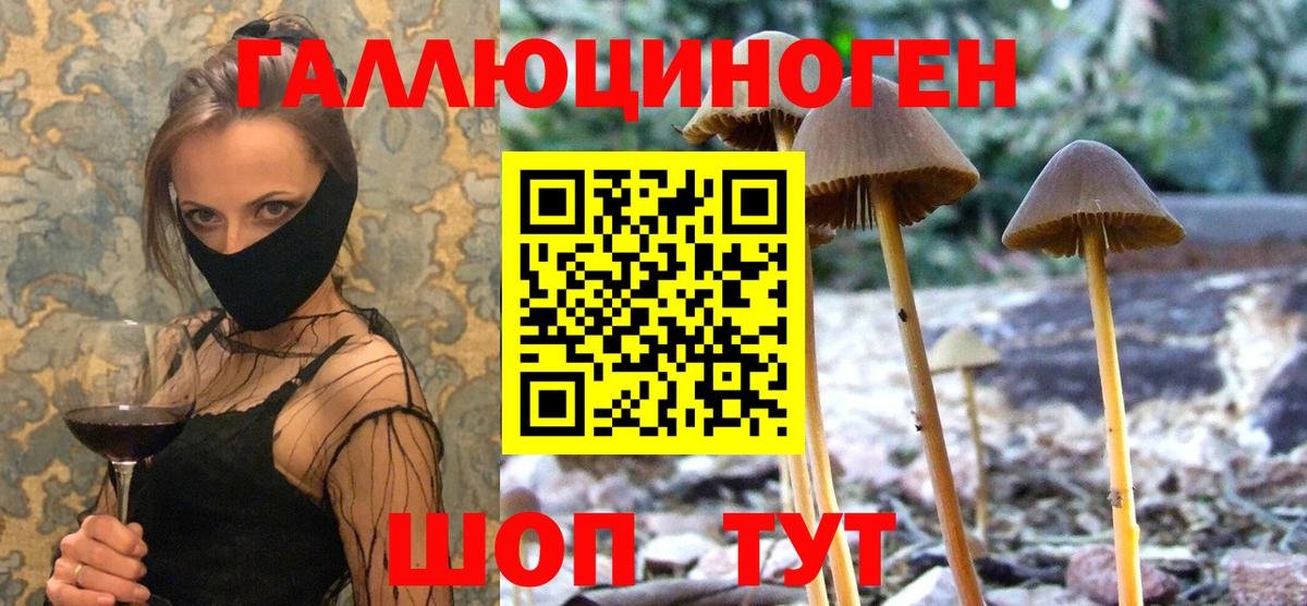Галлюциногенные грибы Psilocybe Родники